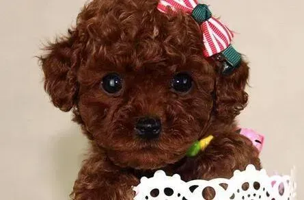 贵宾犬|贵宾犬吃饭后突然吐了这是什么引起的