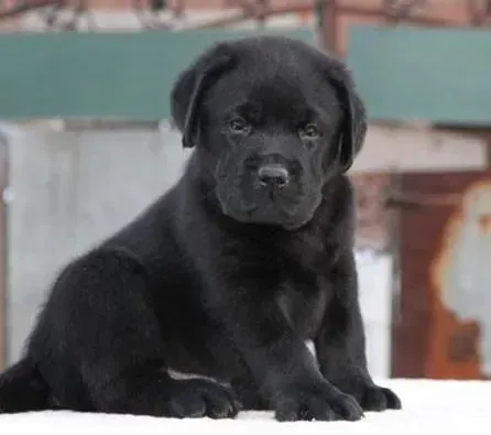 拉布拉多|炎热夏天怎样让拉布拉多犬觉得凉爽