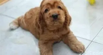 可卡犬|给可卡犬美容大变身的七个步骤