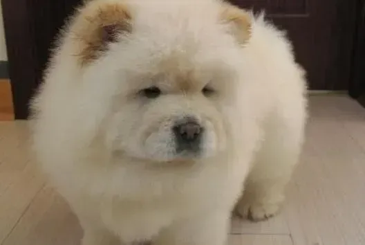 松狮犬|对松狮犬进行教育与训练的好建议