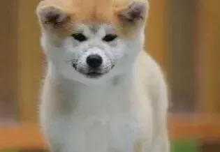 秋田犬|如何在冬季里提高秋田犬的机体抵抗力