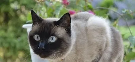 暹罗猫多大驱虫 暹罗猫驱虫怎么做 | 暹罗猫