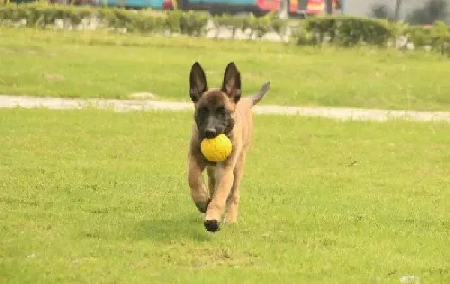 马犬|马犬最近总吐吃什么药好