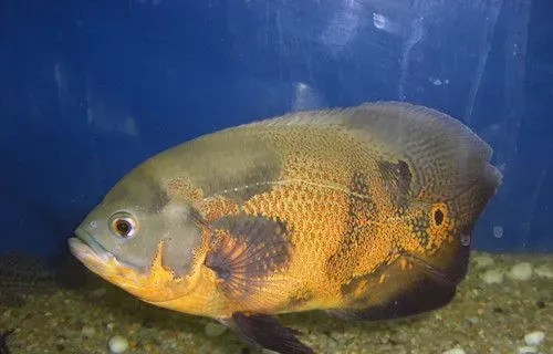 地图鱼水族箱饲养 需要每2-3天换1次水 | 地图鱼