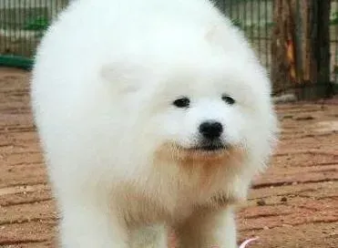 萨摩耶|训练萨摩耶犬学会捡东西的方式方法