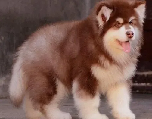 阿拉斯加犬|如何正确的给阿拉斯加雪橇犬补钙