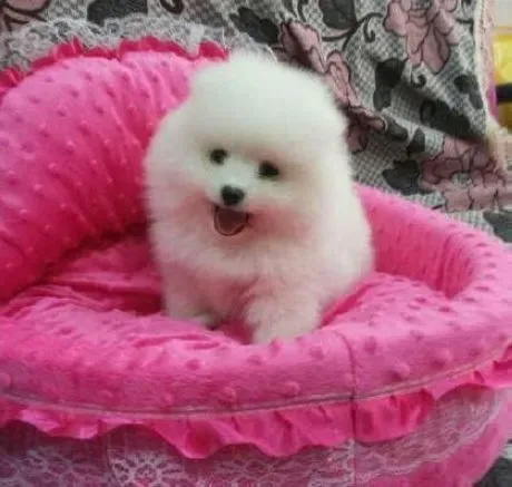 博美犬|为什么博美犬会出现鼻子褪色的现象