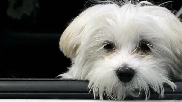西施犬|西施犬出现窒息怎么办