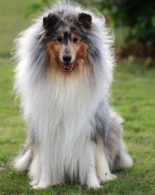 苏格兰牧羊犬|苏格兰牧羊犬老是吃的太饱能行吗