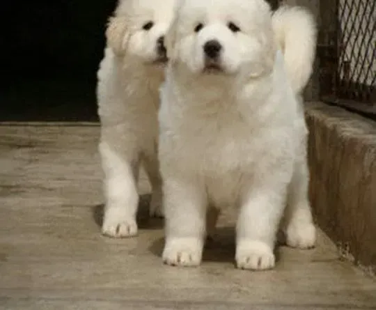 大白熊犬|大白熊犬在饮食方面要了解哪些事情