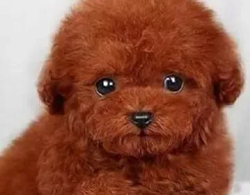 泰迪犬|泰迪犬莫名其妙的腿瘸了应该怎么办