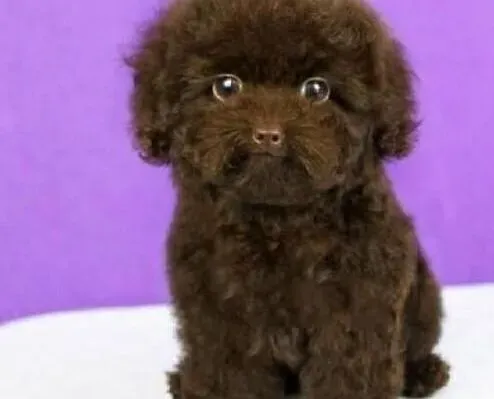 泰迪犬|如何才能训练出一只优秀的泰迪犬