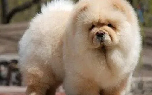 松狮犬|松狮犬吃什么食物毛发可以浓点