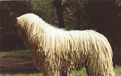 可蒙犬能长多大 雄性可蒙犬体重在100磅左右 | 可蒙犬