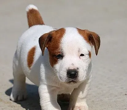 杰克罗素梗贵吗 杰克罗素梗犬价格在2500左右 | 杰克罗素梗