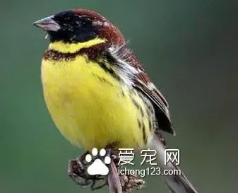 禾花雀怎样饲养 养好禾花雀的注意事项 | 黄胸鵐