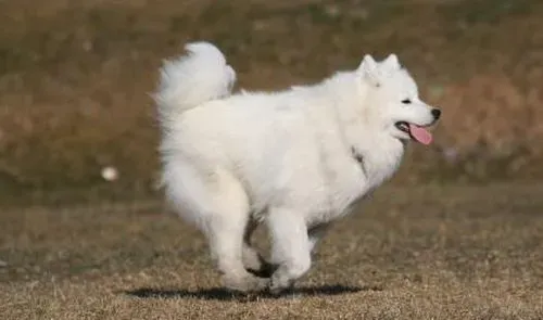 萨摩耶犬狗笼要多大 怎么挑选狗狗的笼子 | 萨摩耶