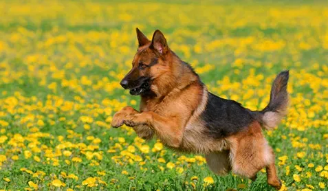 犬瘟热的治疗方法 定期预防接种加强消毒 | 犬瘟热