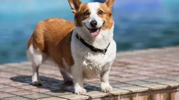柯基犬|带柯基犬外出散步前要做好牵绳训练