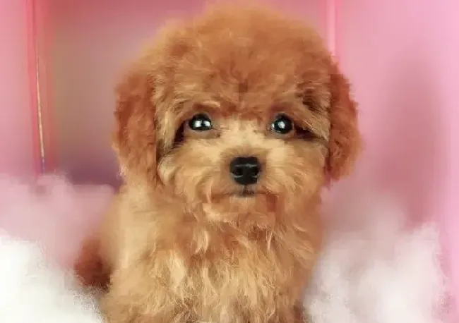 泰迪犬|春季健康保养泰迪犬身体的三个小细节