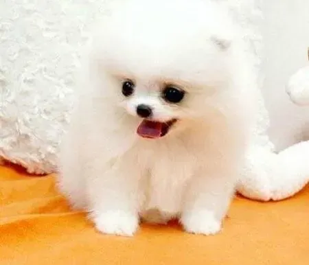 博美犬|博美犬拉灰绿色便便的原因 求解答