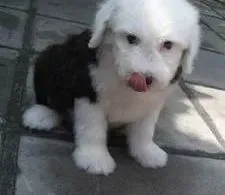 古代牧羊犬|教你用饮食提高古代牧羊犬免疫力的方法
