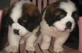 圣伯纳犬|圣伯纳犬有点发烧，流黄鼻涕应如何医治