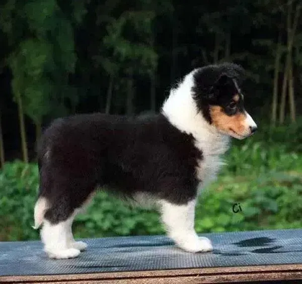 喜乐蒂|喜乐蒂犬偏瘦可以给它吃点肉吗