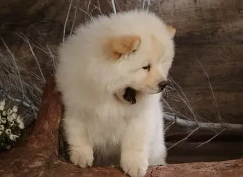 松狮犬|体重的增减对松狮犬的身体健康有哪些影响