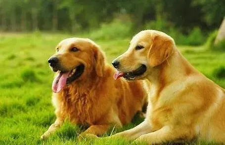 金毛|金毛犬得了皮肤病怎么才能治好