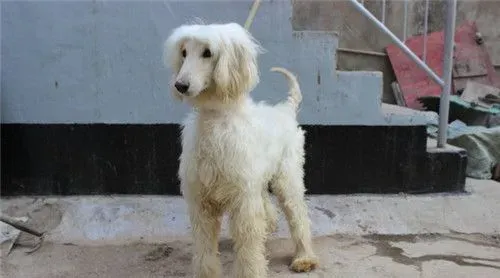 阿富汗猎犬掉毛程度 阿富汗猎犬掉毛怎么办 | 阿富汗猎犬