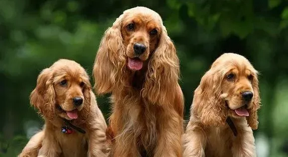 可卡犬|健康出行 可卡犬坐车晕车前后应对技巧