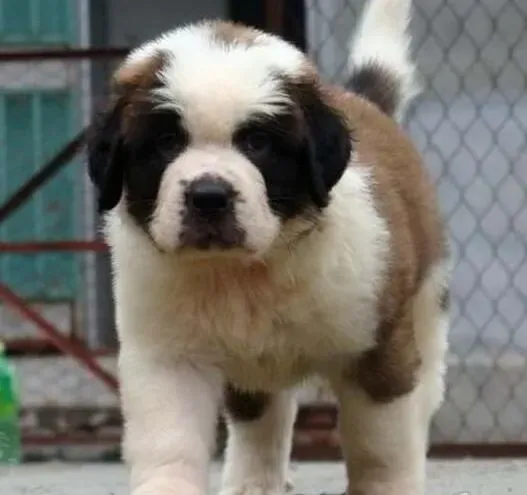 圣伯纳犬|圣伯纳犬的排泄有哪些好的训练方法