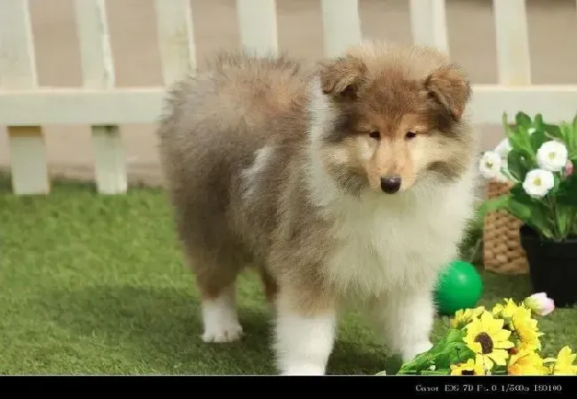 苏格兰牧羊犬|苏格兰牧羊犬使用人类洗发水伤害大