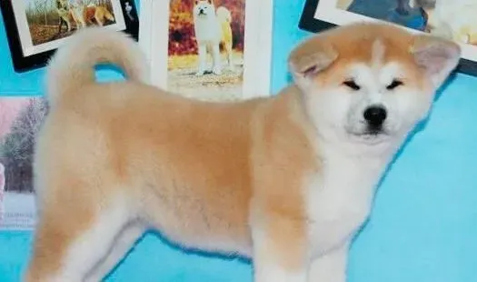 秋田犬|爱秋田犬就要了解秋田犬幼犬的性格特点