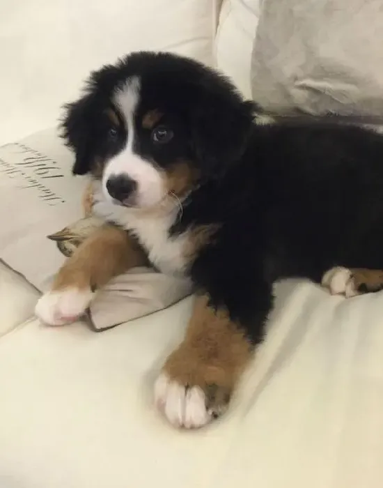 伯恩山犬|冬天怎样给伯恩山犬身体做护理
