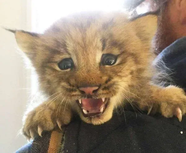 马修偶遇小猫竟是被丢弃的猞猁  举手之劳救猞猁命