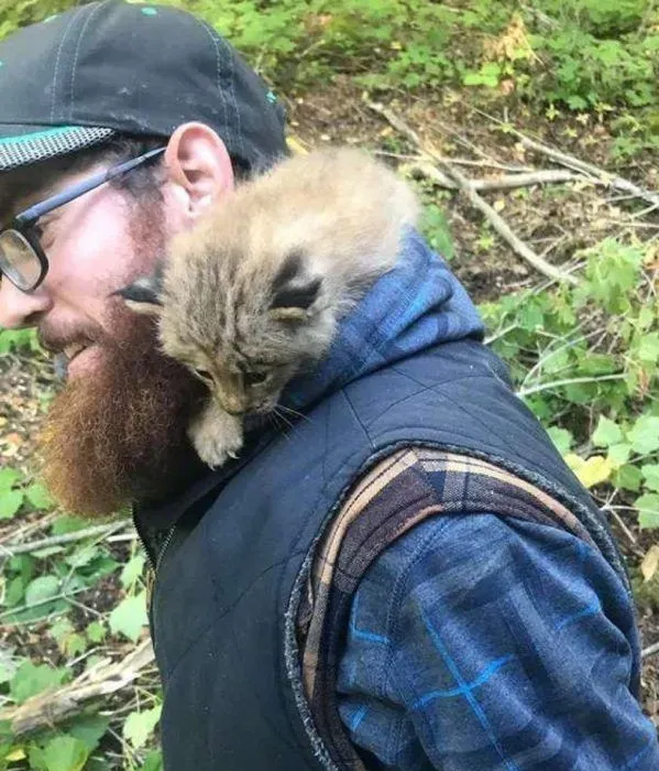 马修偶遇小猫竟是被丢弃的猞猁  举手之劳救猞猁命 | 猞猁