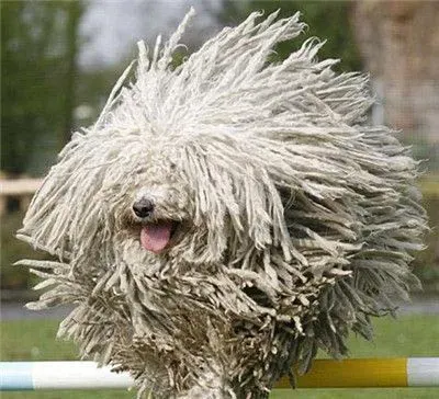 可蒙犬能长多大 雄性可蒙犬体重在100磅左右 | 可蒙犬