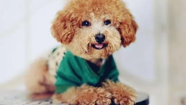 泰迪犬|泰迪熊犬好不好训练