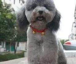贵宾犬|贵宾犬尿尿总是尿不尽是生病了吗