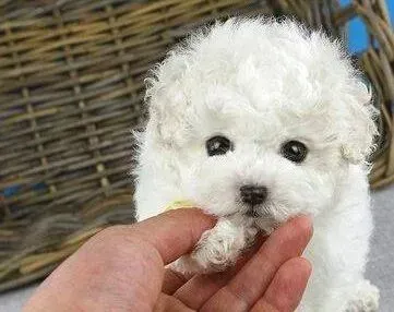 贵宾犬|健康常识 饲养贵宾犬期间会遇到哪些问题
