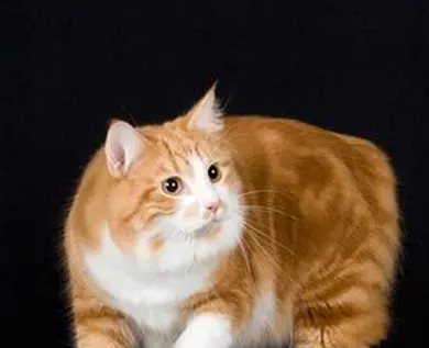曼岛无尾猫的性格 该猫善于交际 | 曼岛无尾猫
