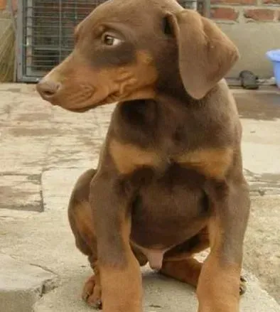 杜宾犬|美好时光 遛狗对杜宾犬以及主人的好处有哪些