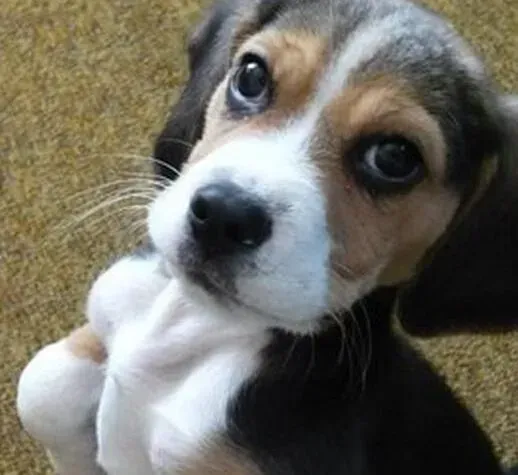 比格犬|清洁洗澡妙招 比格犬远离洗澡痛苦