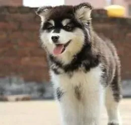 阿拉斯加犬|阿拉斯加犬夏季喂养的小常识