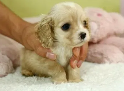 可卡犬|狗狗护理常识之如何给可卡犬的牙齿做保养