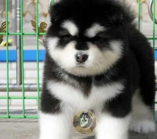阿拉斯加犬|训练阿拉斯加雪橇犬走楼梯要注意的事情