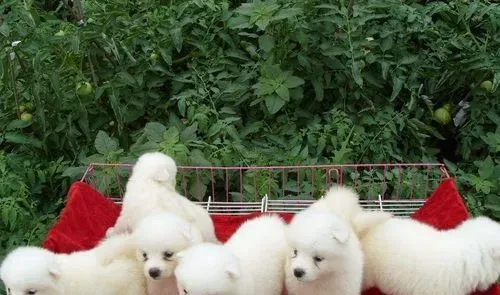 萨摩耶犬狗笼要多大 怎么挑选狗狗的笼子 | 萨摩耶