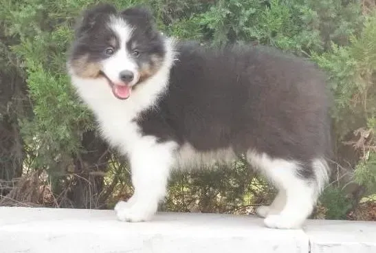喜乐蒂|详细了解喜乐蒂犬性格特点和生活习惯